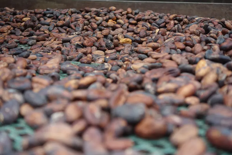 A heap of dried cocoa beans