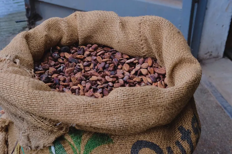 Dried cocoa beans in an open jute sack