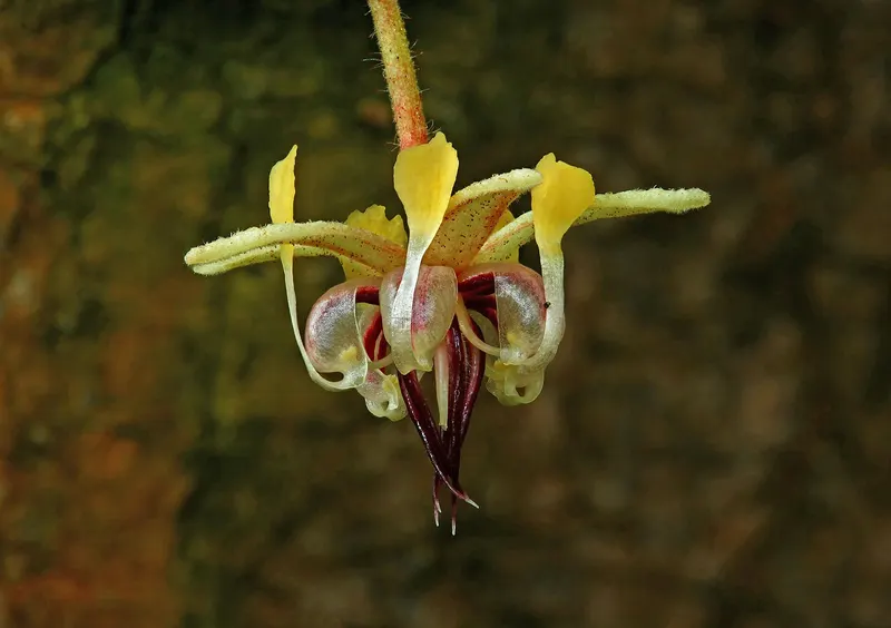 A small cacao flower growing directly from the bark