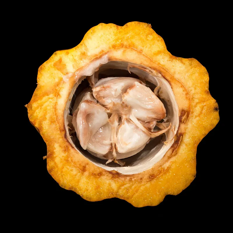 A cacao pod cut across, showing the white pulp-covered seeds inside
