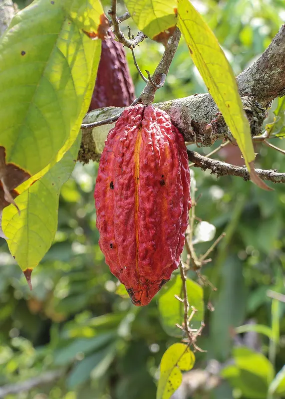 A ripe red cacao pod on the tree