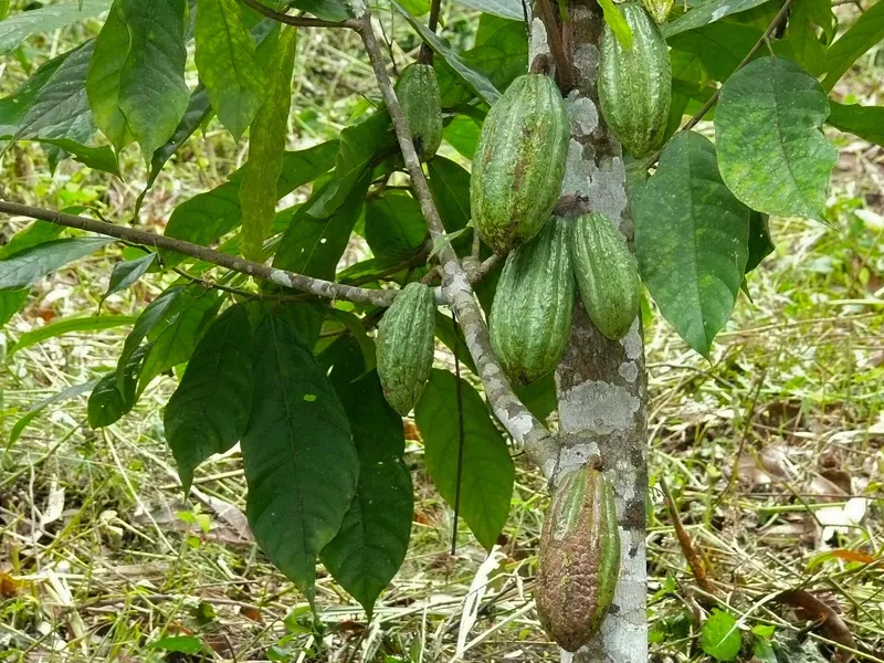 Green cacao pods hanging from the trunk and branches of a cacao tree