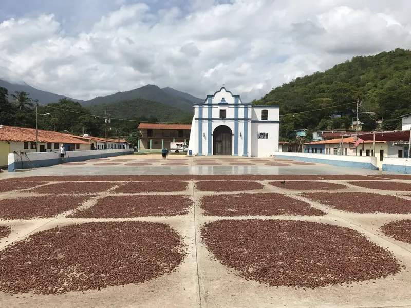 Cacao beans drying on the patio in front of the church at Chuao, Venezuela