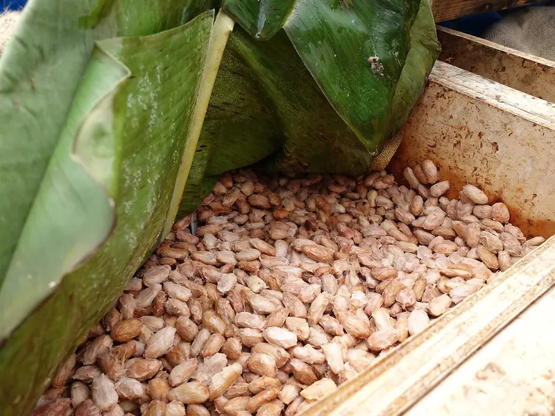Cacao seeds fermenting in a wooden box under banana leaves