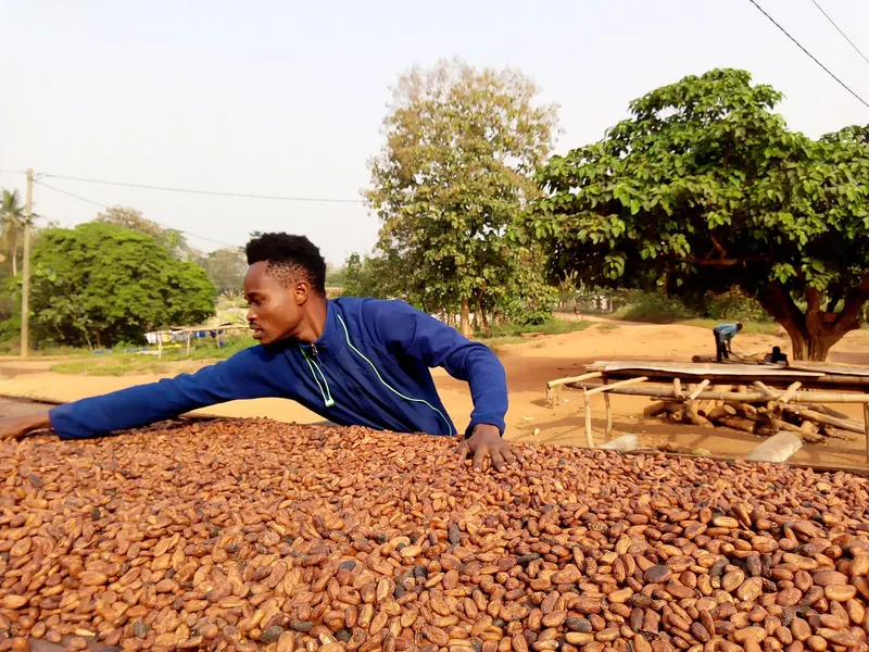 A farmer spreading cocoa beans to dry on raised beds in Ghana