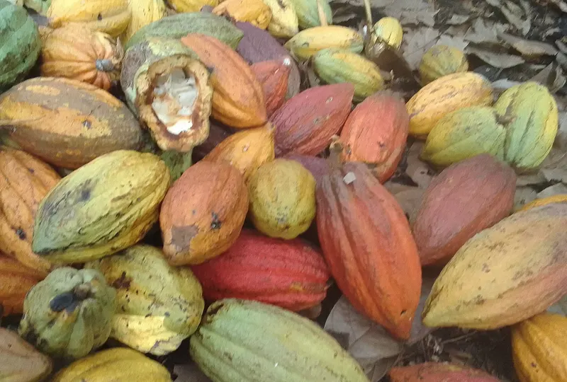 A pile of freshly harvested cacao pods in yellow, green, orange and red, Madagascar