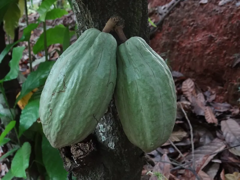Two ripe green cacao pods growing on the trunk, Côte d'Ivoire