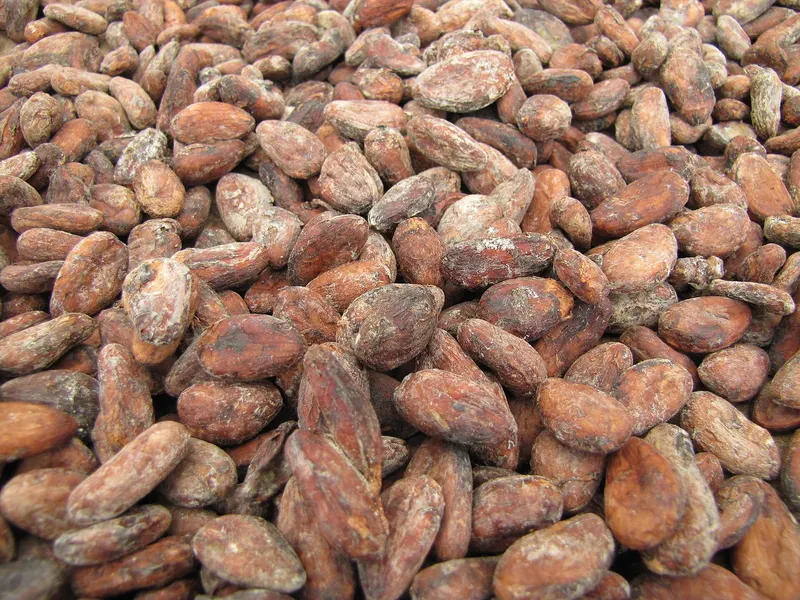 Cocoa beans drying in the sun at Monte Forte, São Tomé